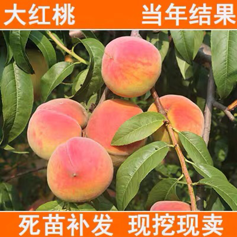 桃树苗占地树苗成活率好生长速度快南北方种植桃树苗嫁接桃树