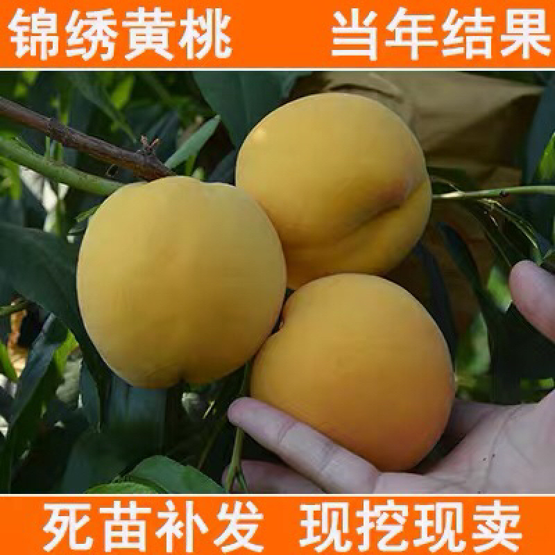 桃树苗占地树苗成活率好生长速度快南北方种植桃树苗嫁接桃树