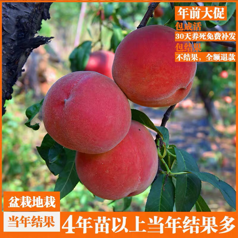 桃树苗占地树苗成活率好生长速度快南北方种植桃树苗嫁接桃树
