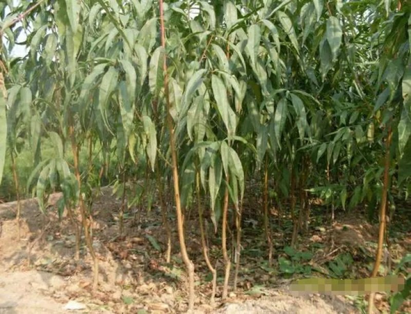 紫肉血桃树苗嫁接桃子树苗红肉血桃苗南方北方种植地栽苗