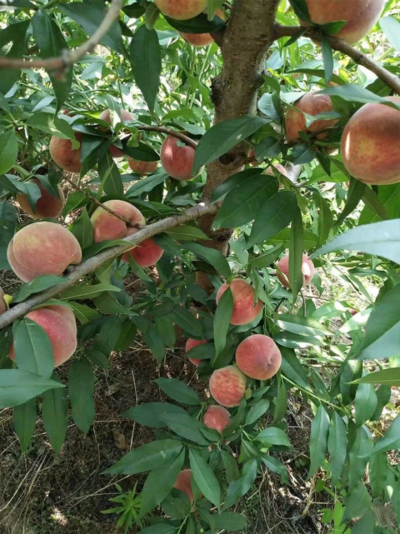 紫肉血桃树苗嫁接桃子树苗红肉血桃苗南方北方种植地栽苗
