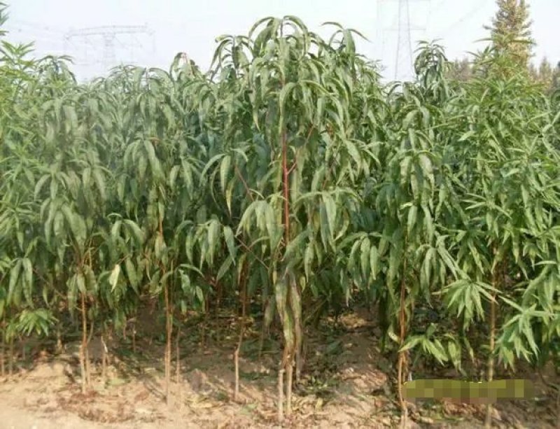 紫肉血桃树苗嫁接桃子树苗红肉血桃苗南方北方种植地栽苗