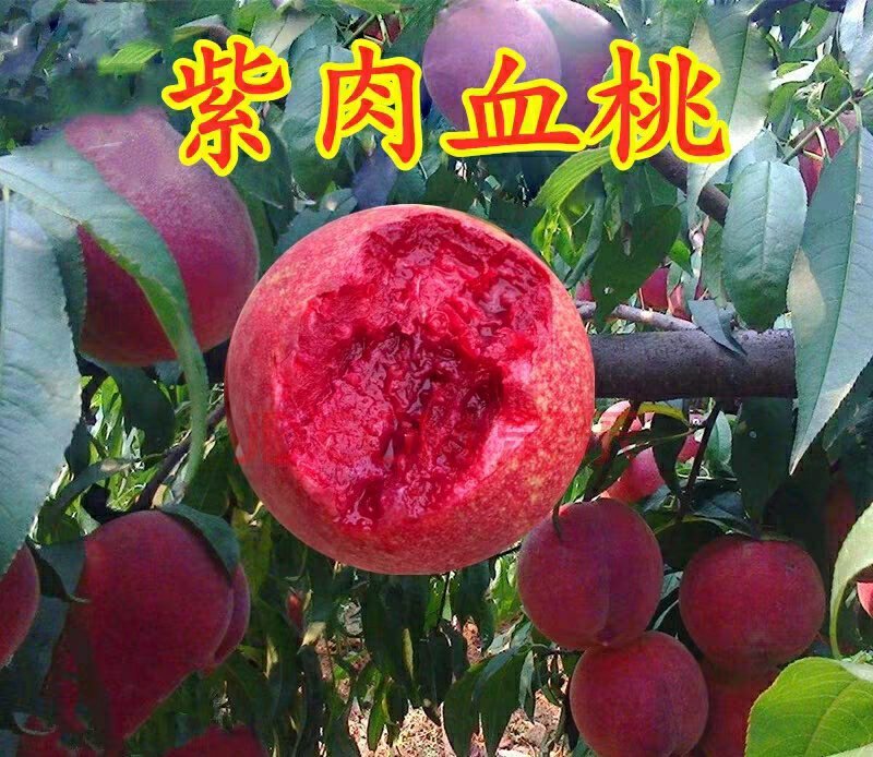 紫肉血桃树苗嫁接桃子树苗红肉血桃苗南方北方种植地栽苗