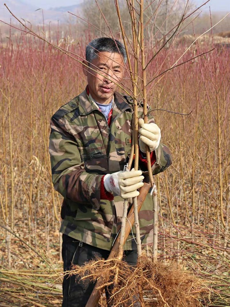 紫肉血桃树苗嫁接桃子树苗红肉血桃苗南方北方种植地栽苗