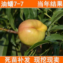 桃树苗嫁接早熟油桃树苗采摘园地栽桃树苗南北种植