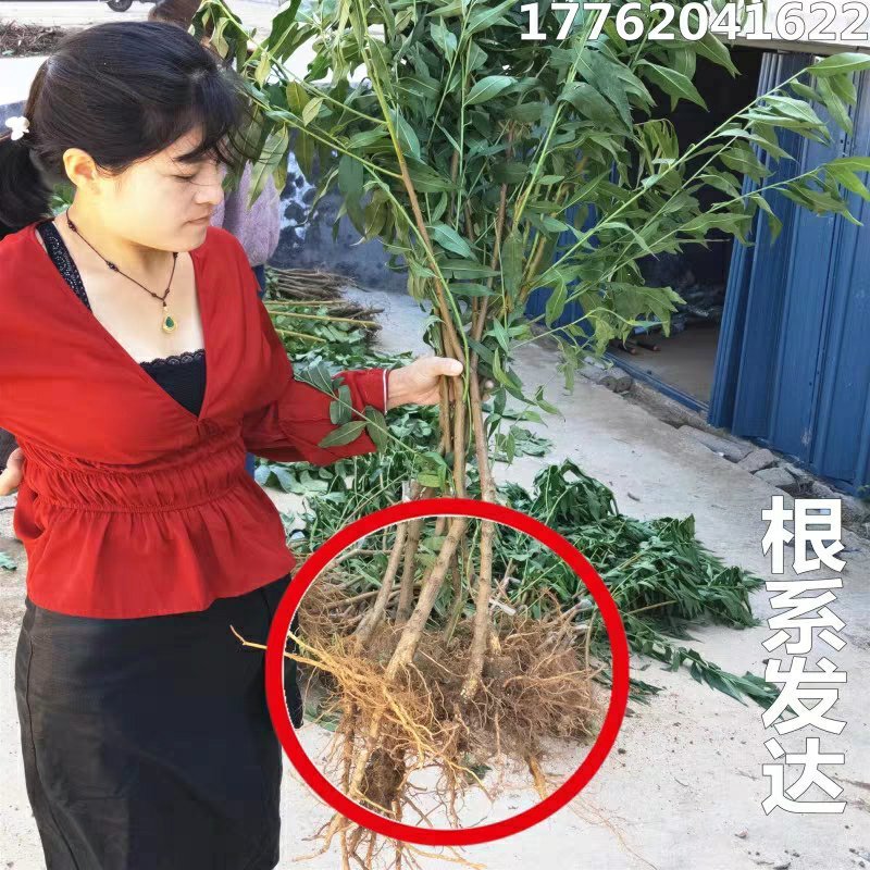 【518油桃苗】果树苗油桃树苗结果桃树苗早熟嫁接苗