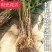 【518油桃苗】果树苗油桃树苗结果桃树苗早熟嫁接苗
