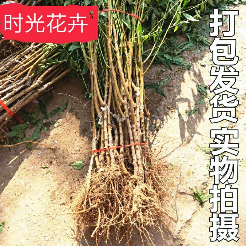 【518油桃苗】果树苗油桃树苗结果桃树苗早熟嫁接苗