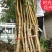 【518油桃苗】果树苗油桃树苗结果桃树苗早熟嫁接苗