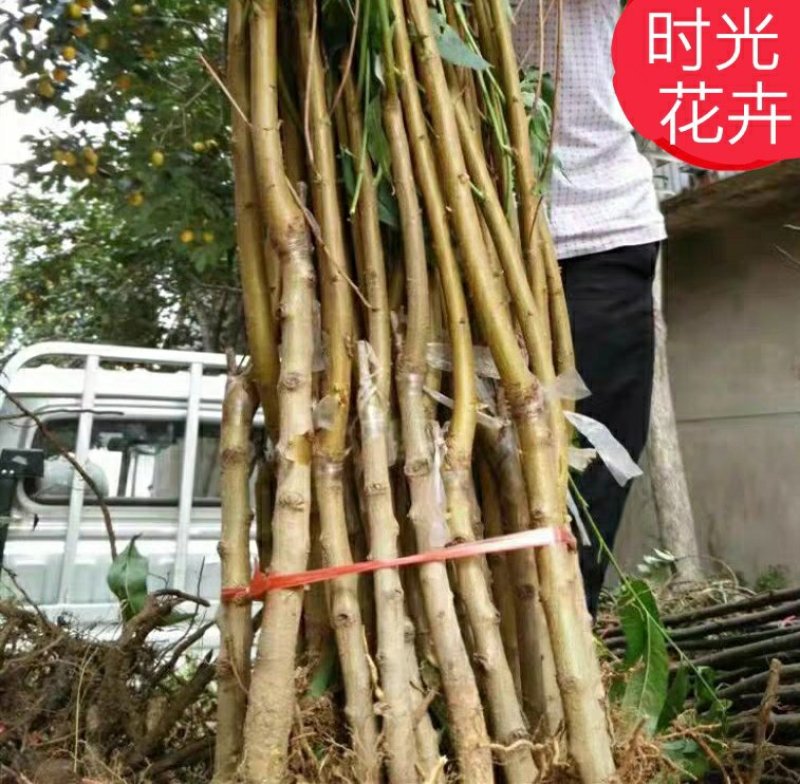 【518油桃苗】果树苗油桃树苗结果桃树苗早熟嫁接苗