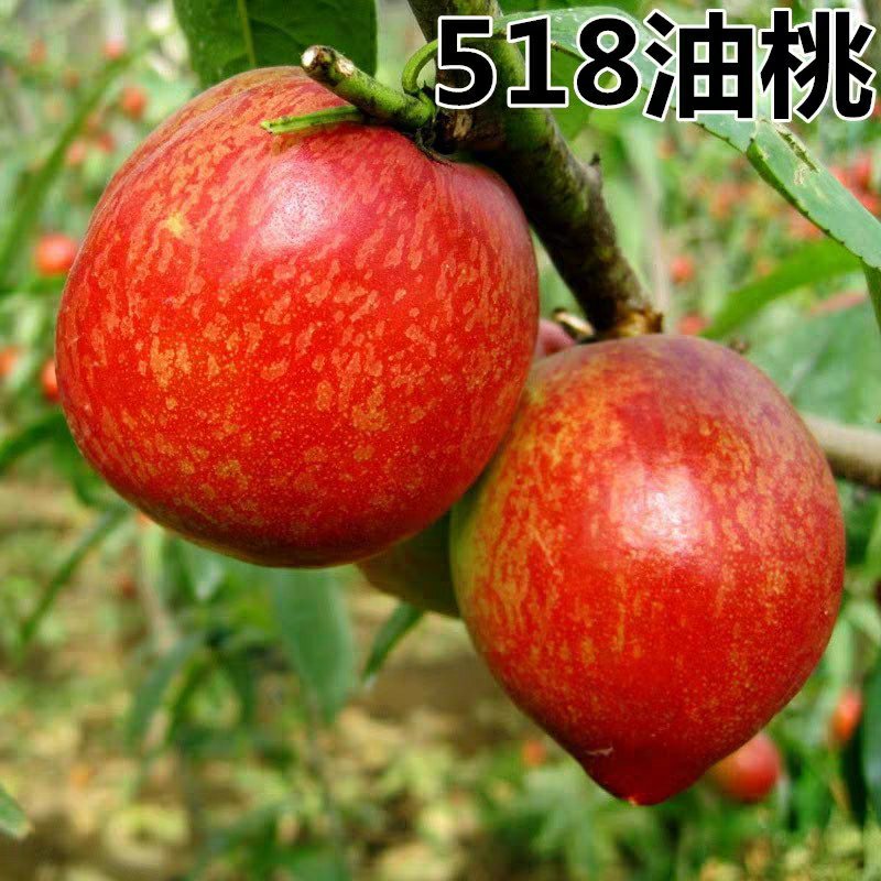 【518油桃苗】果树苗油桃树苗结果桃树苗早熟嫁接苗