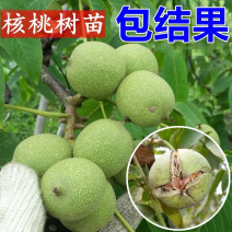 核桃树苗纸皮核桃树苗当年结果嫁接薄皮核桃南北方种植
