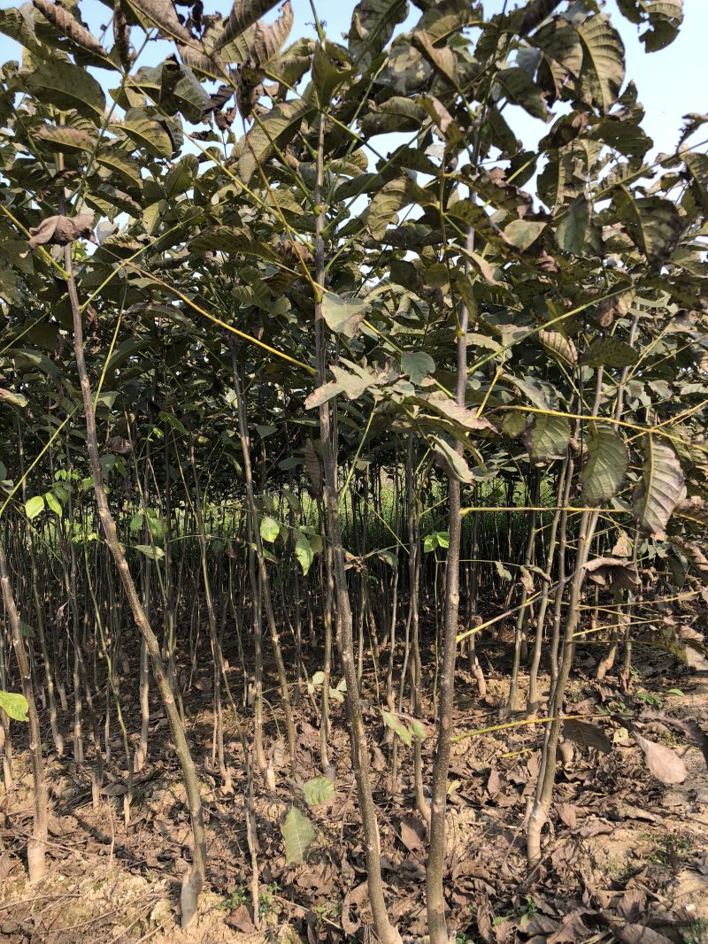 核桃树苗纸皮核桃树苗当年结果嫁接薄皮核桃南北方种植