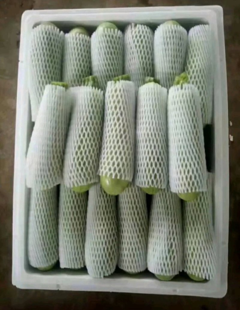精品西葫芦货量充足质量保证油绿皮西葫芦