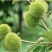 大红袍板栗树苗板栗苗树嫁接苗南方北方种植庭院