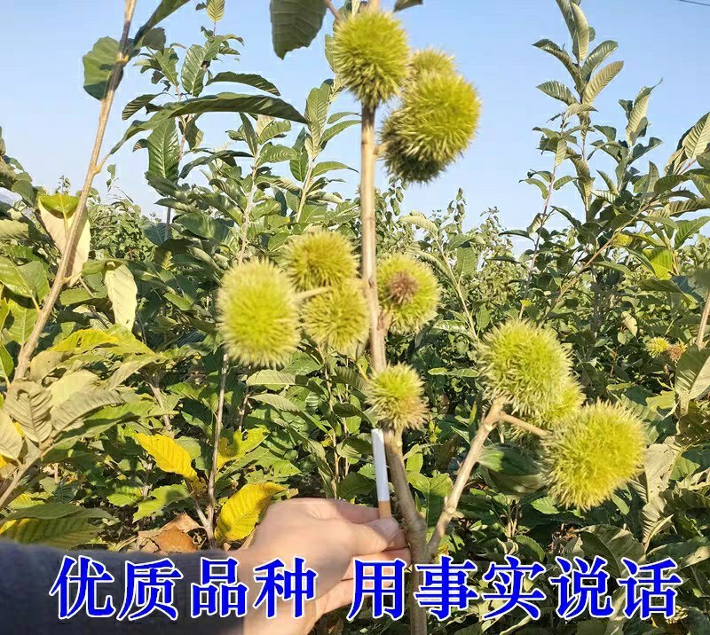 大红袍板栗树苗板栗苗树嫁接苗南方北方种植庭院