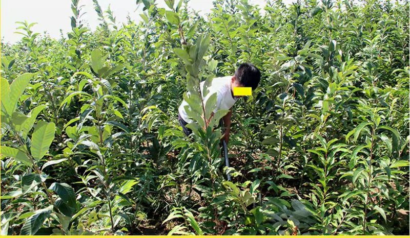 大红袍板栗树苗板栗苗树嫁接苗南方北方种植庭院
