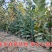 大红袍板栗树苗板栗苗树嫁接苗南方北方种植庭院