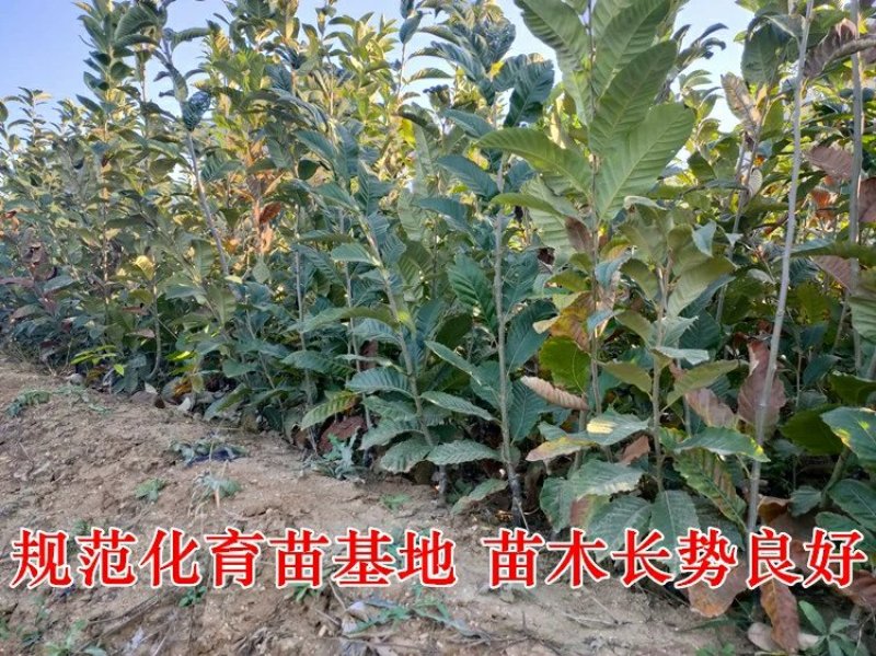 大红袍板栗树苗板栗苗树嫁接苗南方北方种植庭院