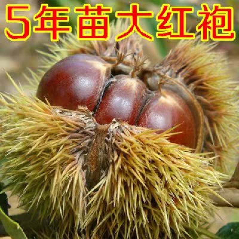 大红袍板栗树苗板栗苗树嫁接苗南方北方种植庭院