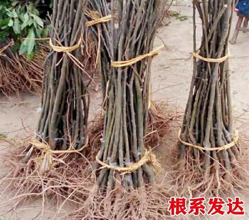 大红袍板栗树苗板栗苗树嫁接苗南方北方种植庭院