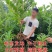 大红袍板栗树苗板栗苗树嫁接苗南方北方种植庭院