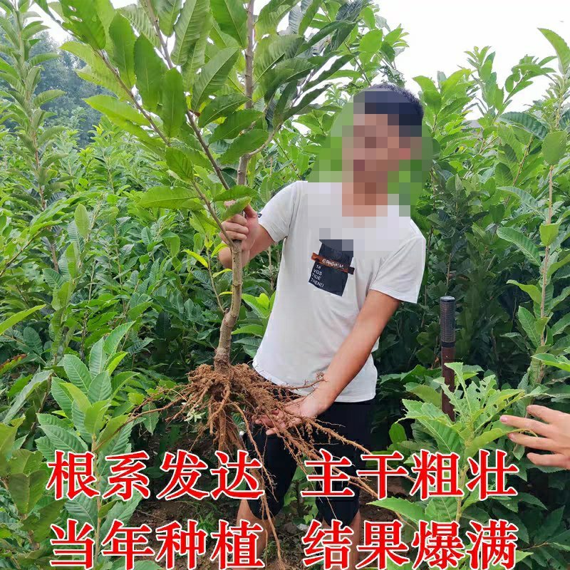 大红袍板栗树苗板栗苗树嫁接苗南方北方种植庭院