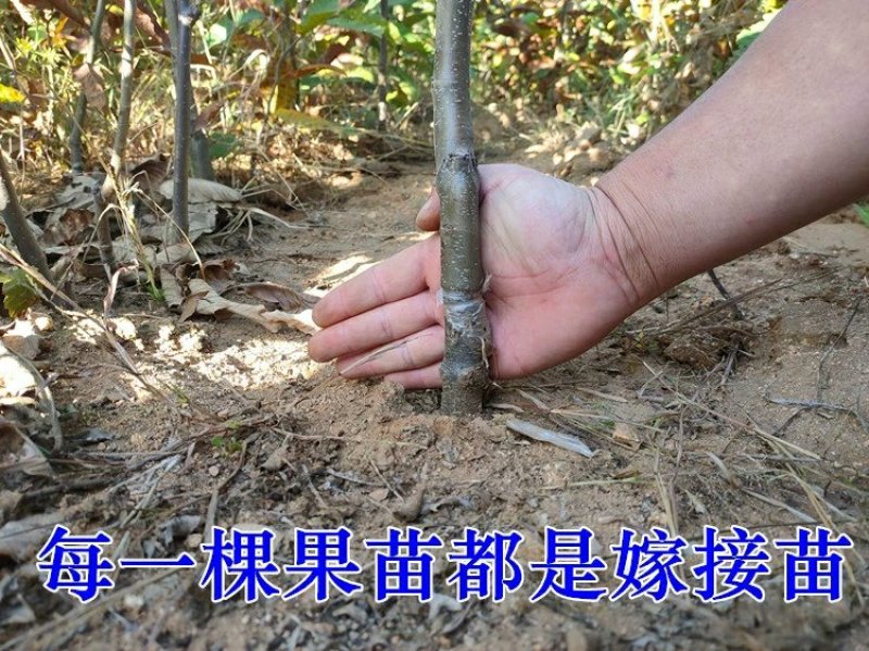 大红袍板栗树苗板栗苗树嫁接苗南方北方种植庭院