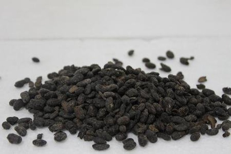常年批发代购淡豆豉河南货量大从优