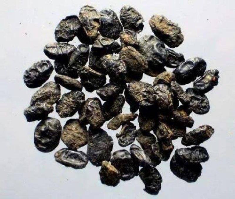常年批发代购淡豆豉河南货量大从优