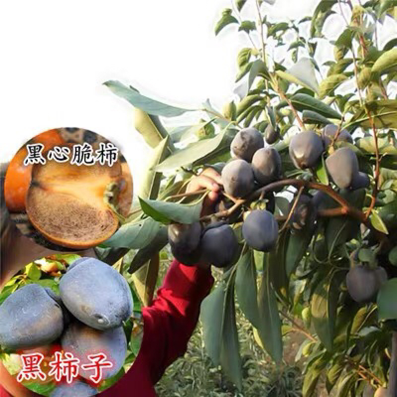柿子树苗嫁接日本脆甜柿子树苗南北方种植无核当年结果苗
