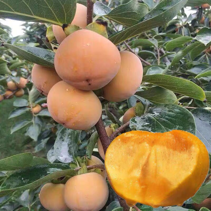柿子树苗嫁接日本脆甜柿子树苗南北方种植无核当年结果苗
