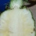 22号西瓜凤梨苗，菠萝苗，台湾品种，大果可达到12斤