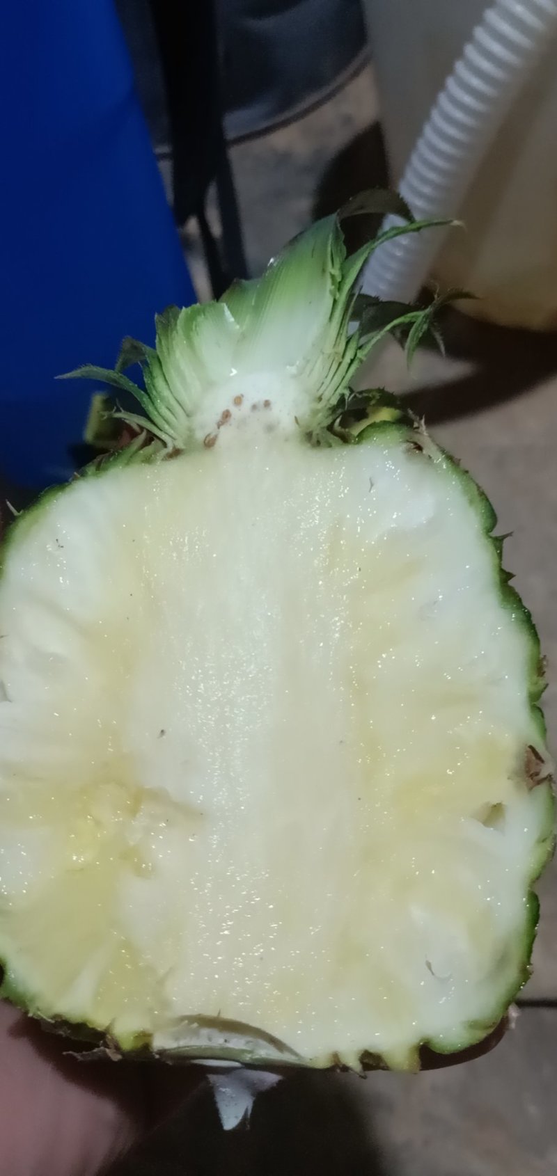 22号西瓜凤梨苗，菠萝苗，台湾品种，大果可达到12斤