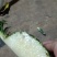 22号西瓜凤梨苗，菠萝苗，台湾品种，大果可达到12斤