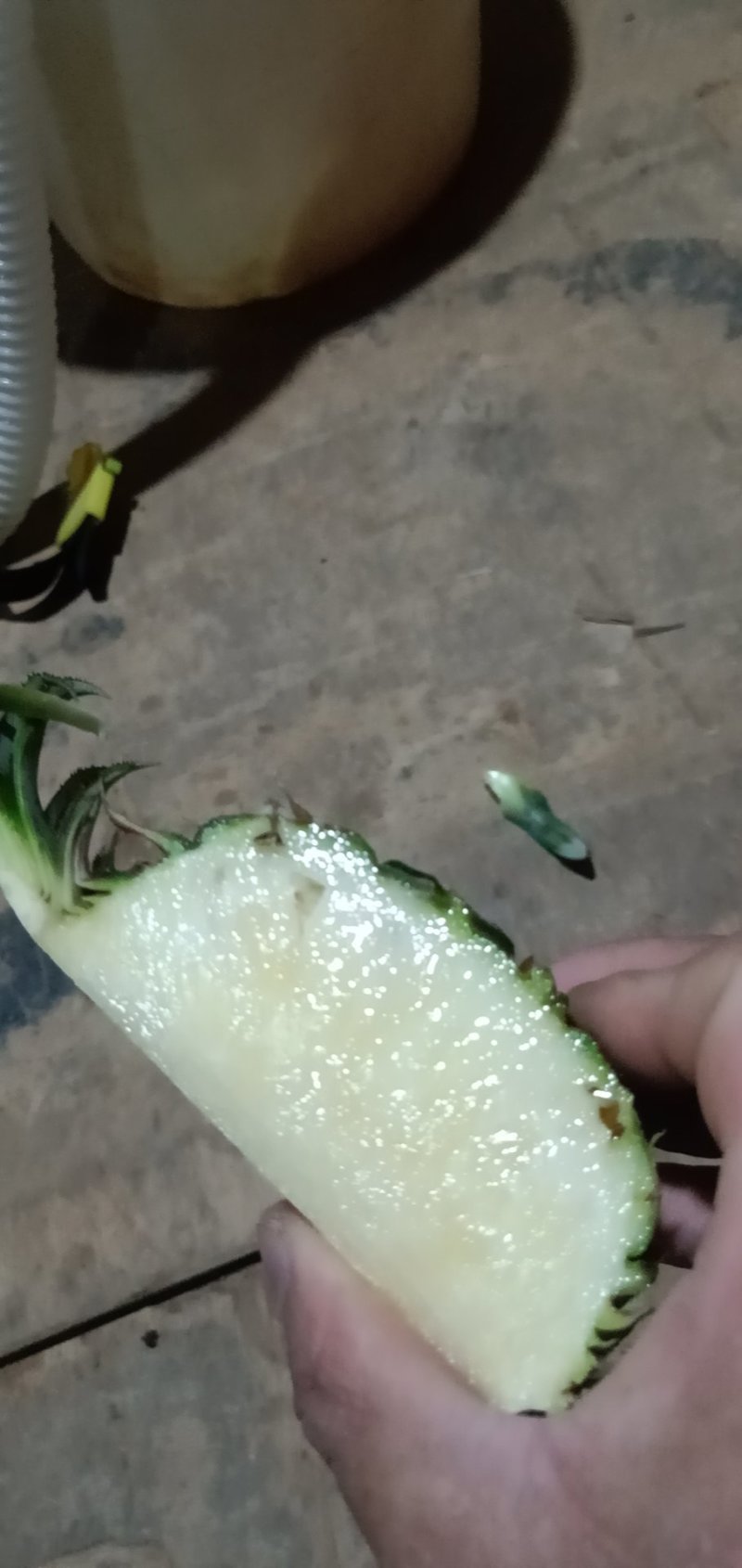22号西瓜凤梨苗，菠萝苗，台湾品种，大果可达到12斤