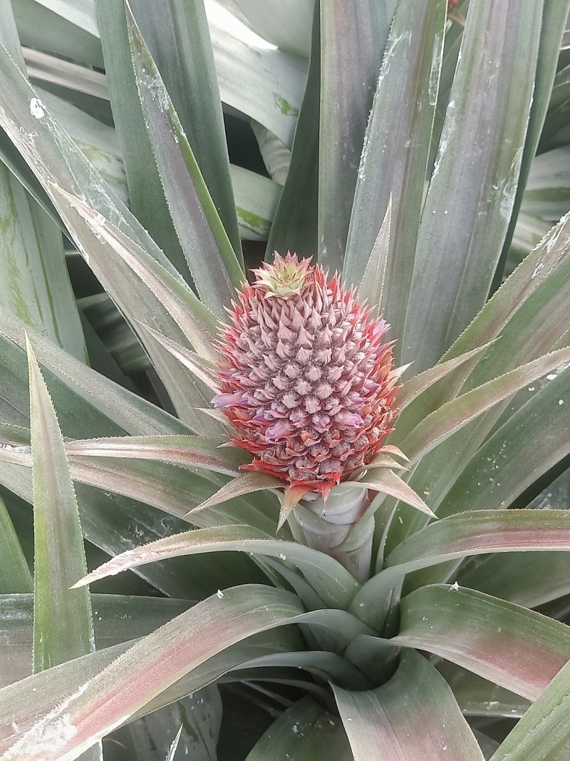 22号西瓜凤梨苗，菠萝苗，台湾品种，大果可达到12斤