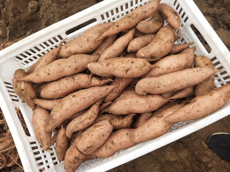 山东平度龙九红薯，基地直销，一手货源，量大从优，欢迎来电