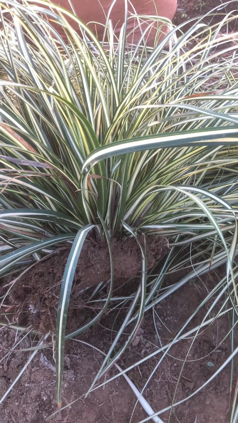 金叶苔草观赏草基地直销