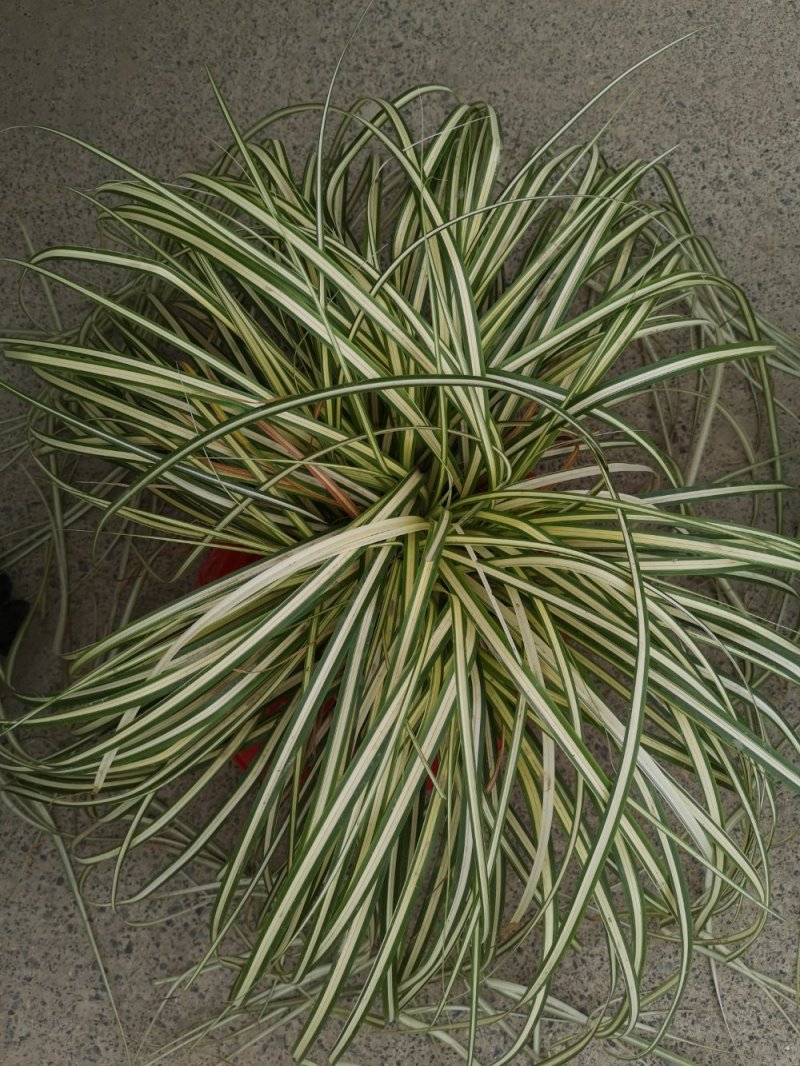 金叶苔草观赏草基地直销