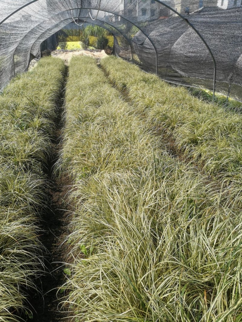 金叶苔草观赏草基地直销