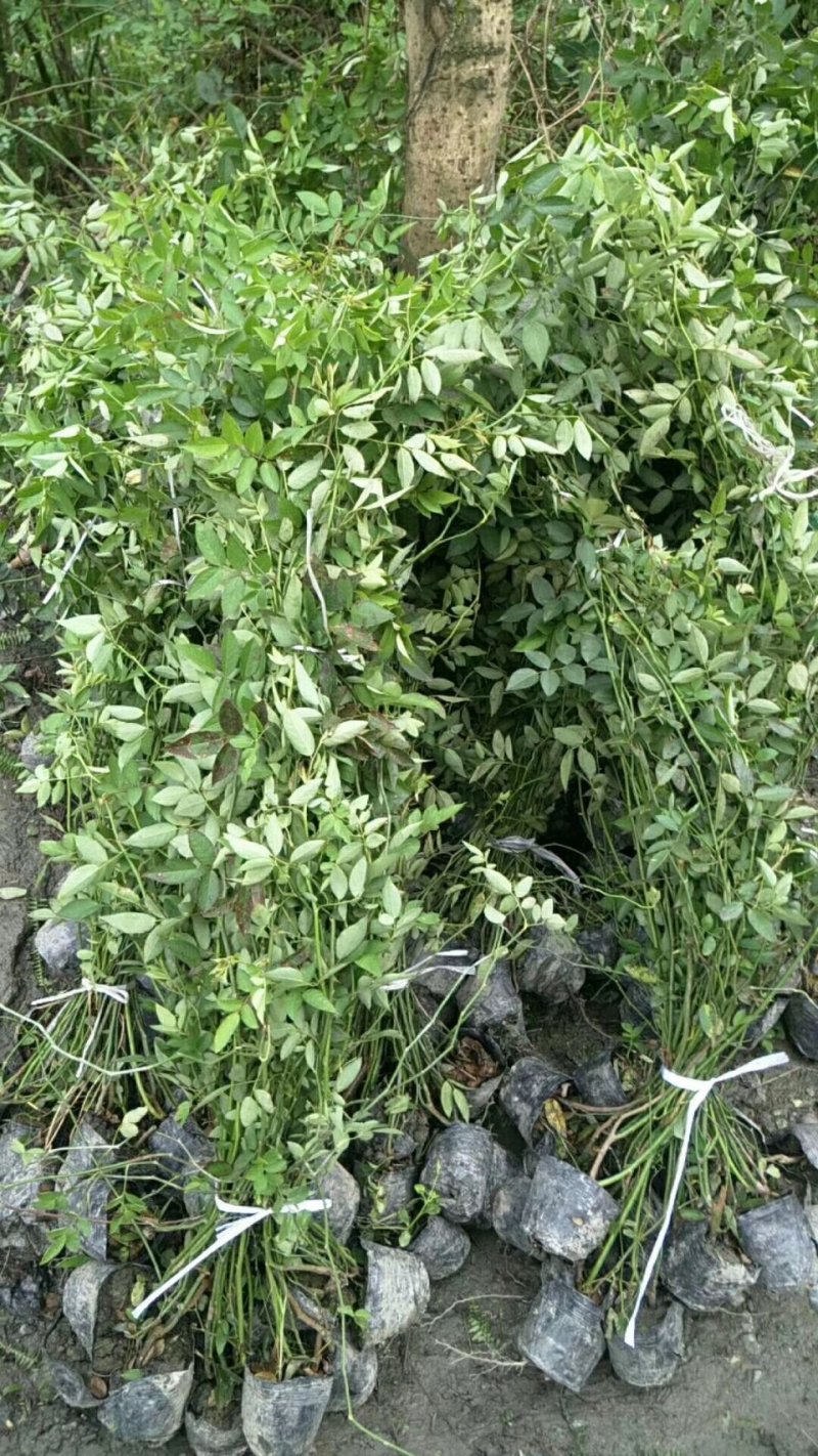 蔷薇，多花蔷薇，四川蔷薇基地出售，成都蔷薇批发价格