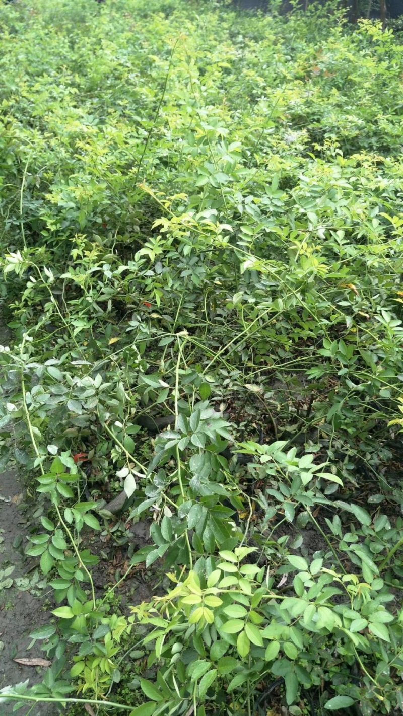 蔷薇，多花蔷薇，四川蔷薇基地出售，成都蔷薇批发价格