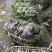 蔷薇，多花蔷薇，四川蔷薇基地出售，成都蔷薇批发价格
