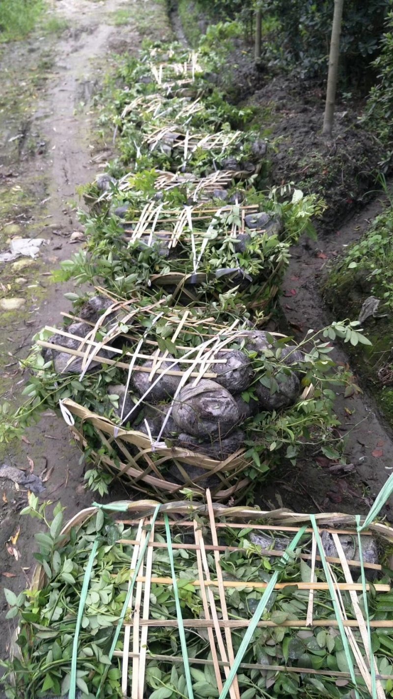 蔷薇，多花蔷薇，四川蔷薇基地出售，成都蔷薇批发价格