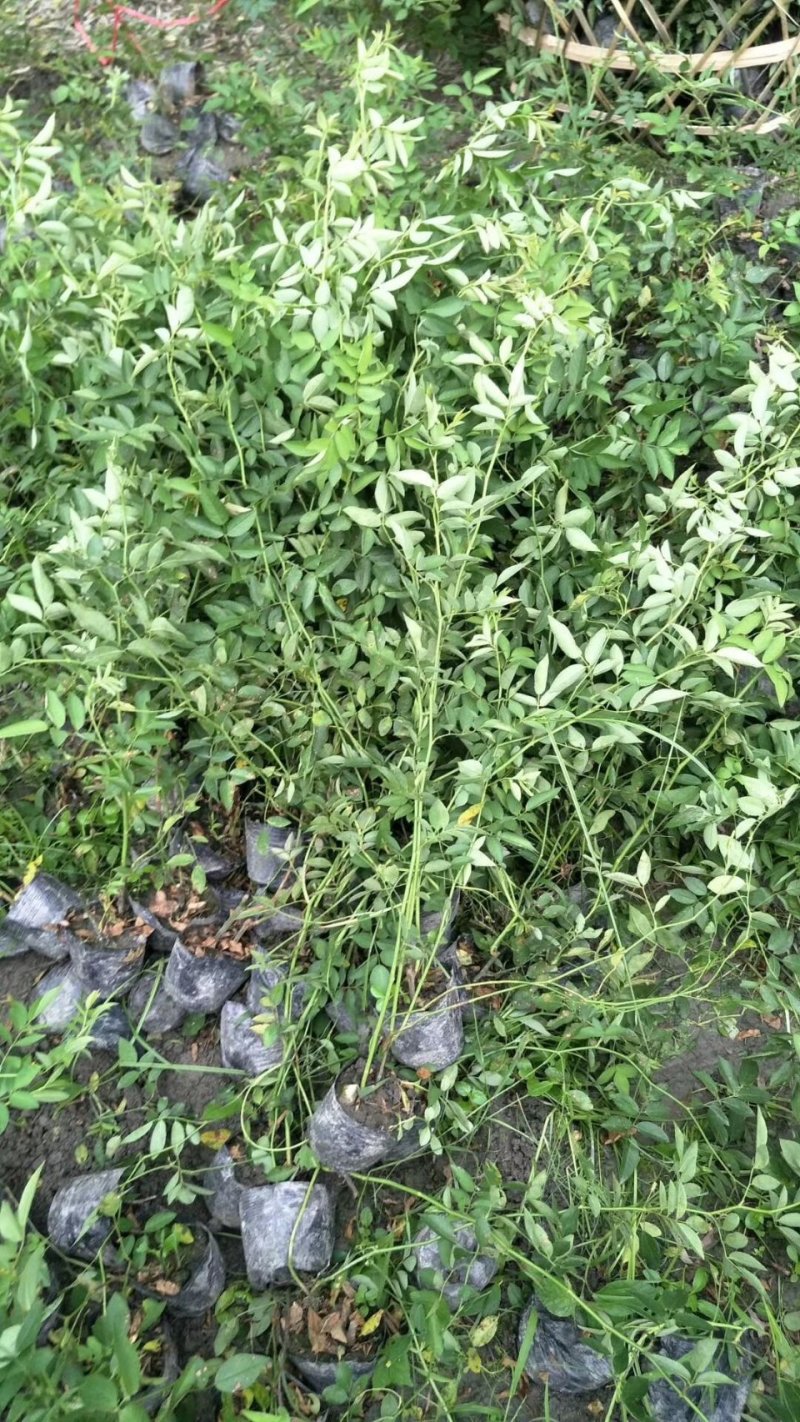 蔷薇，多花蔷薇，四川蔷薇基地出售，成都蔷薇批发价格