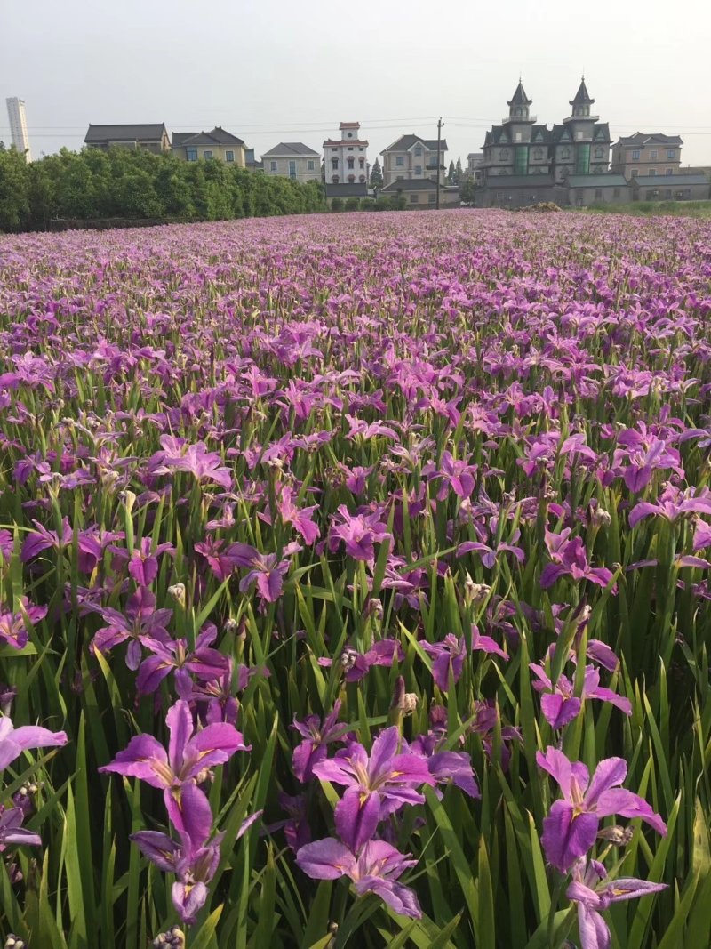 常绿水生鸢尾德国鸢尾基地直销