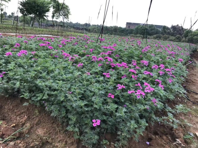 美女樱，铺地马鞭草，四川美女樱基地出售成都美女樱批发价格