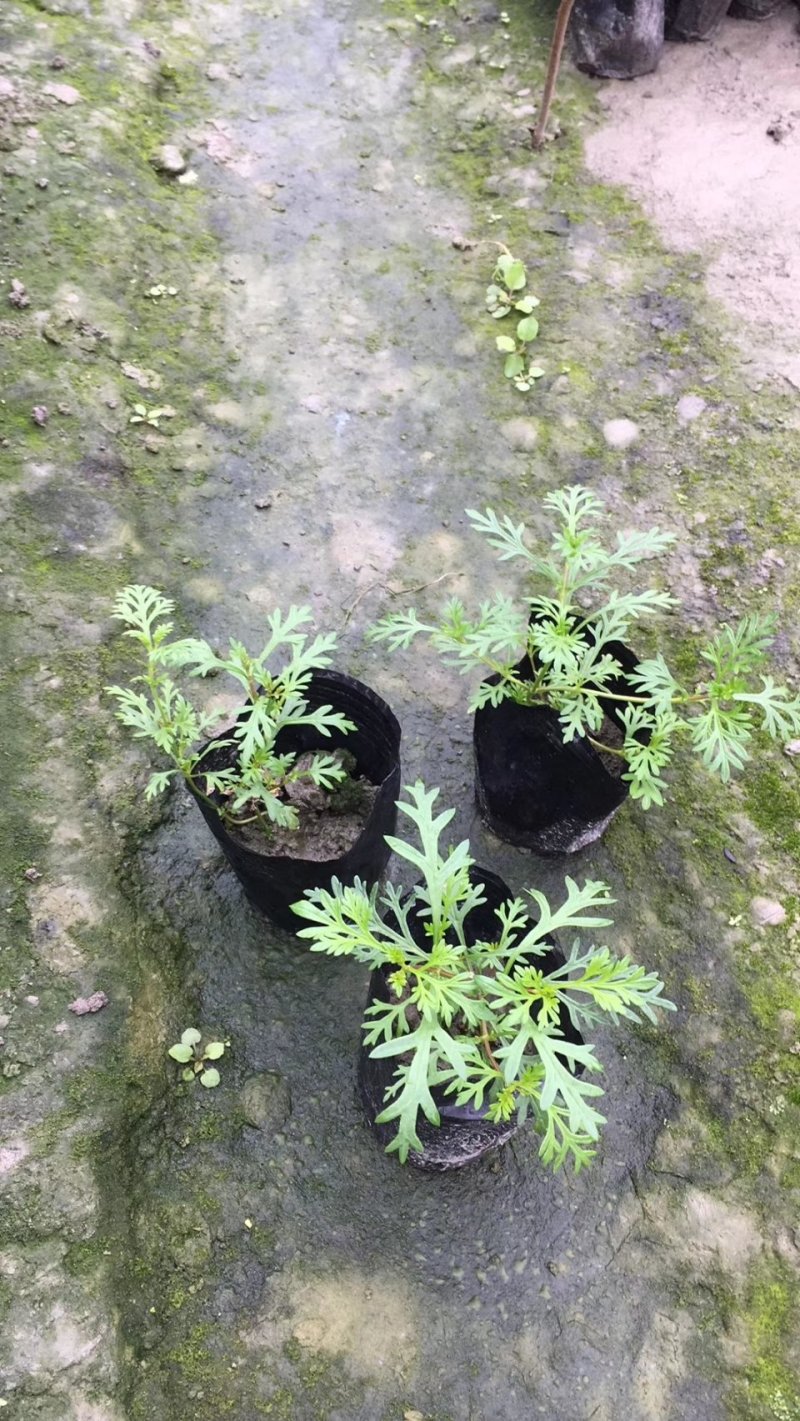 美女樱，铺地马鞭草，四川美女樱基地出售成都美女樱批发价格