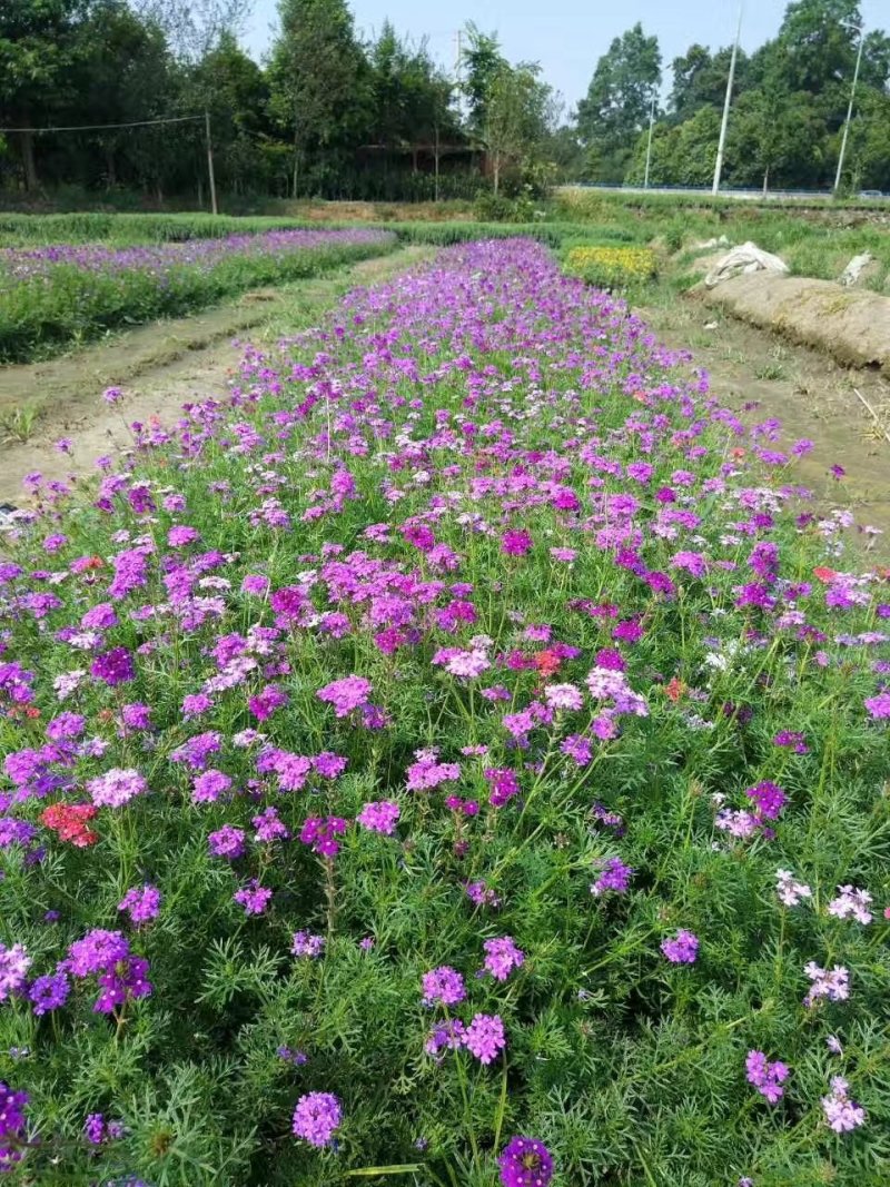 美女樱，铺地马鞭草，四川美女樱基地出售成都美女樱批发价格